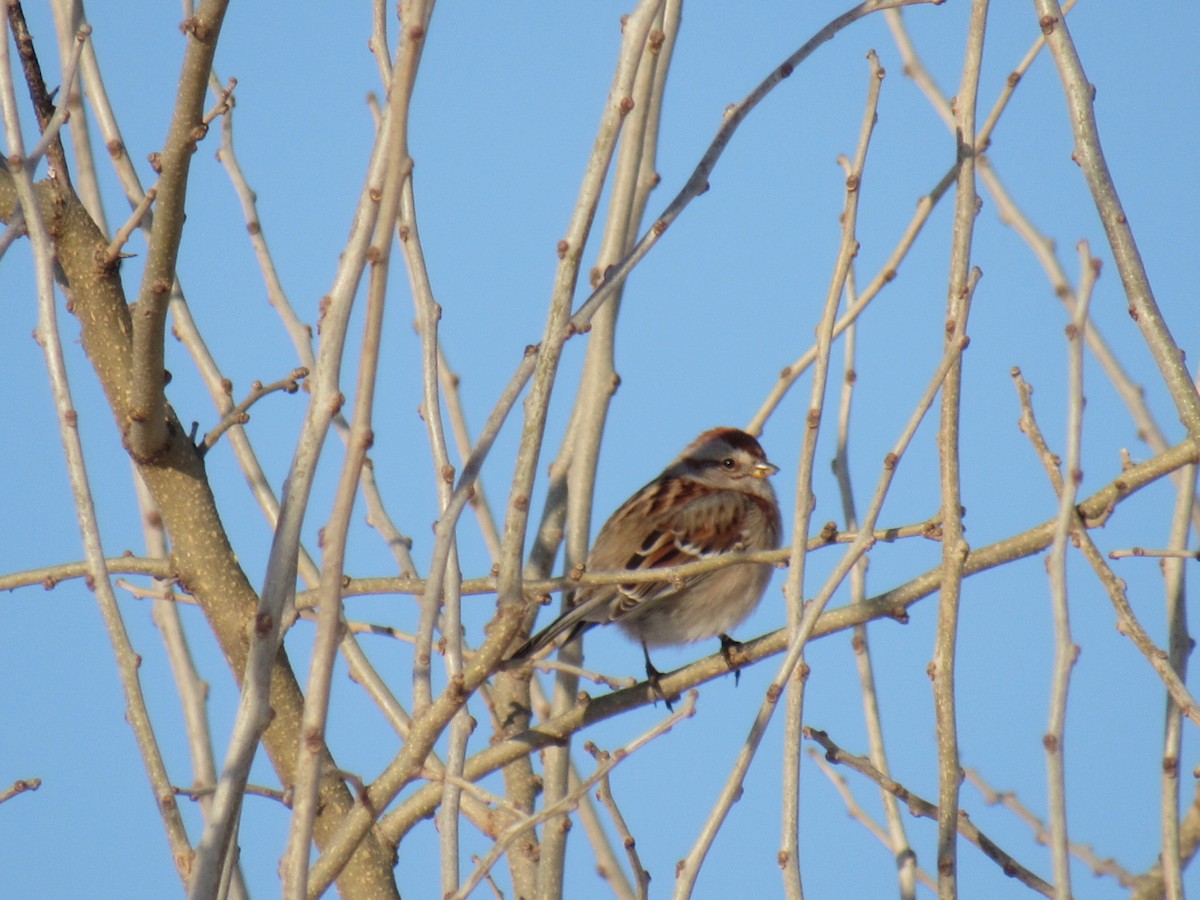 American Tree Sparrow - ML310923881
