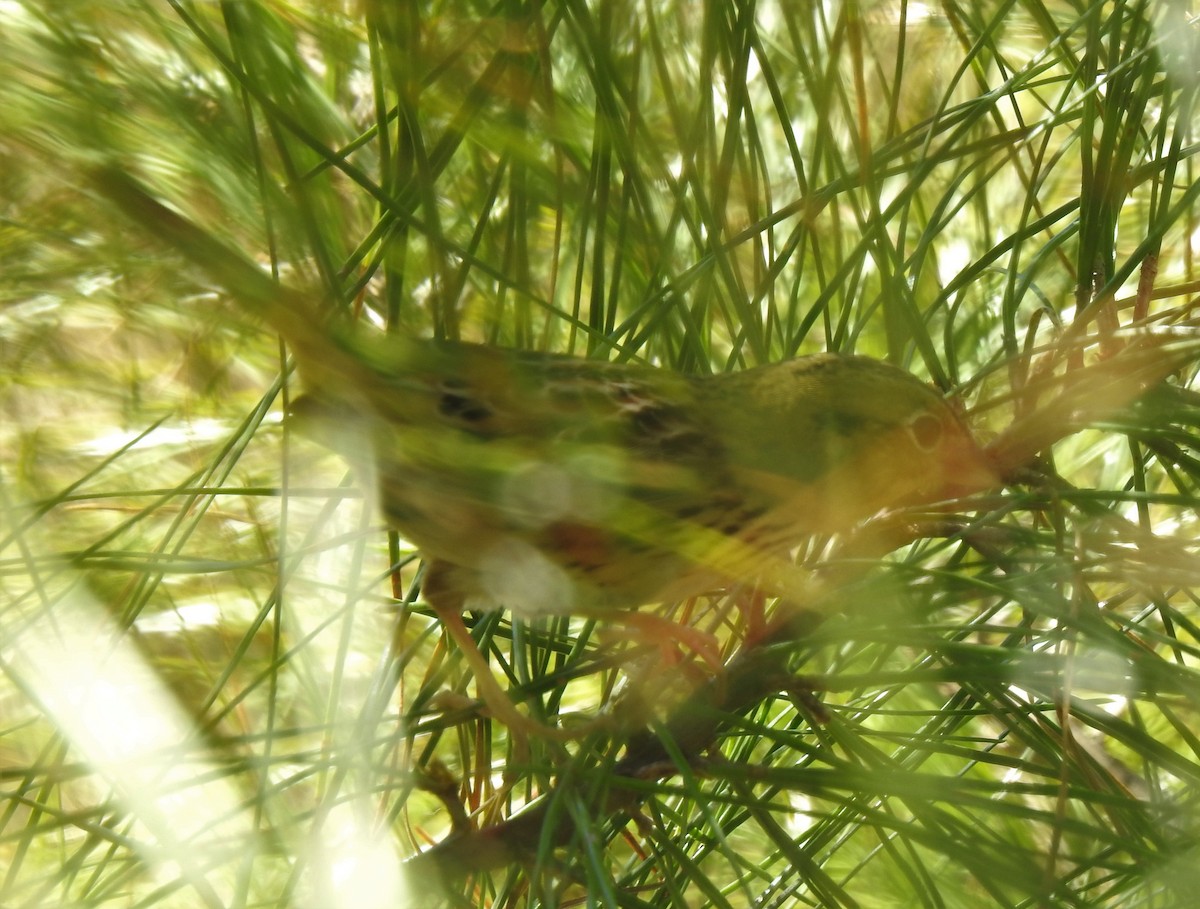 Henslow's Sparrow - ML310924061