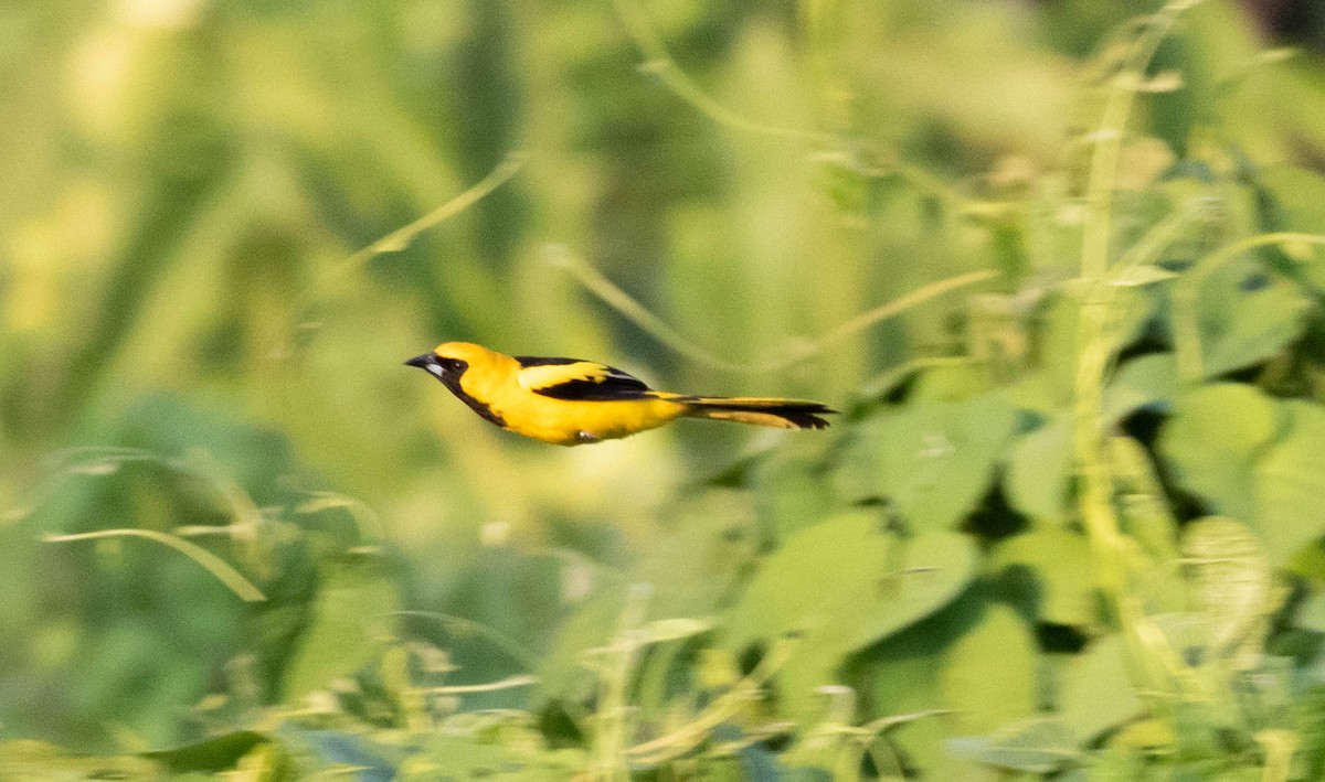 Yellow-tailed Oriole - ML310924101