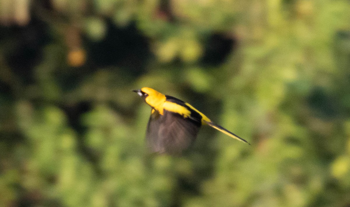 Yellow-tailed Oriole - ML310924181