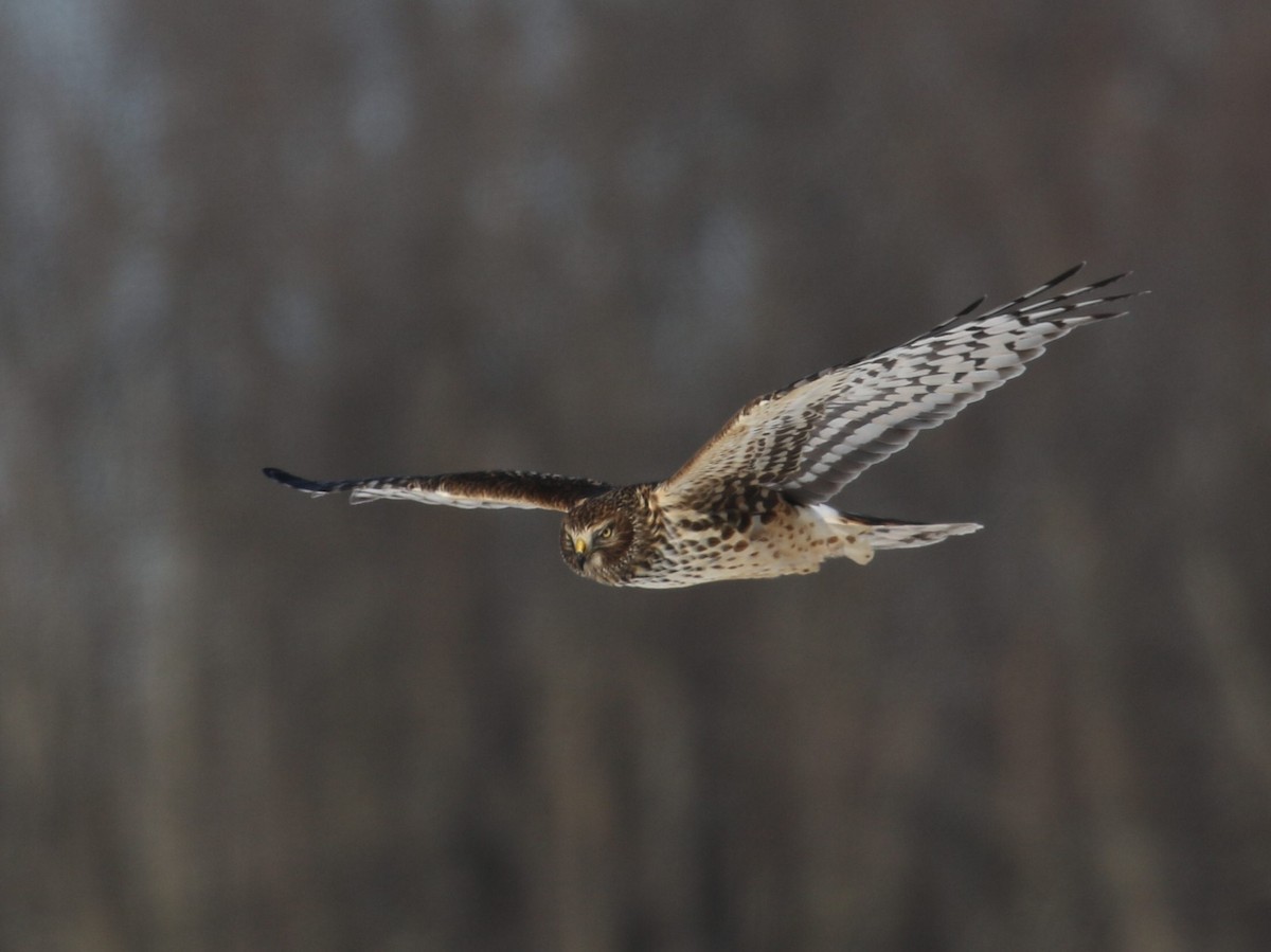 Northern Harrier - ML310924731