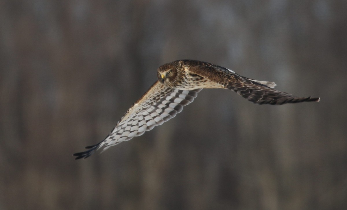 Northern Harrier - ML310924791