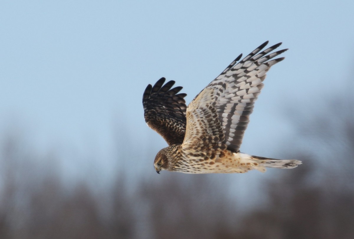 Northern Harrier - ML310925081