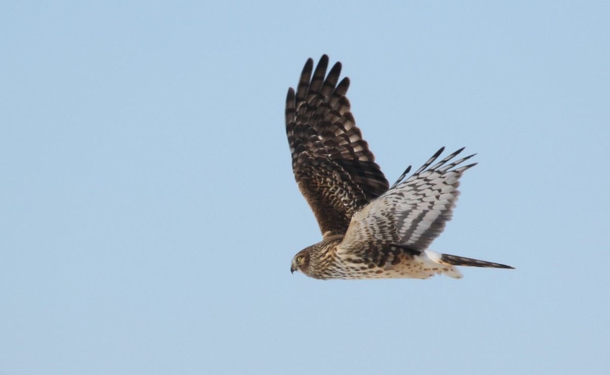 Northern Harrier - ML310925261