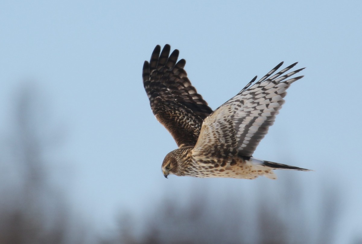 Northern Harrier - ML310925431