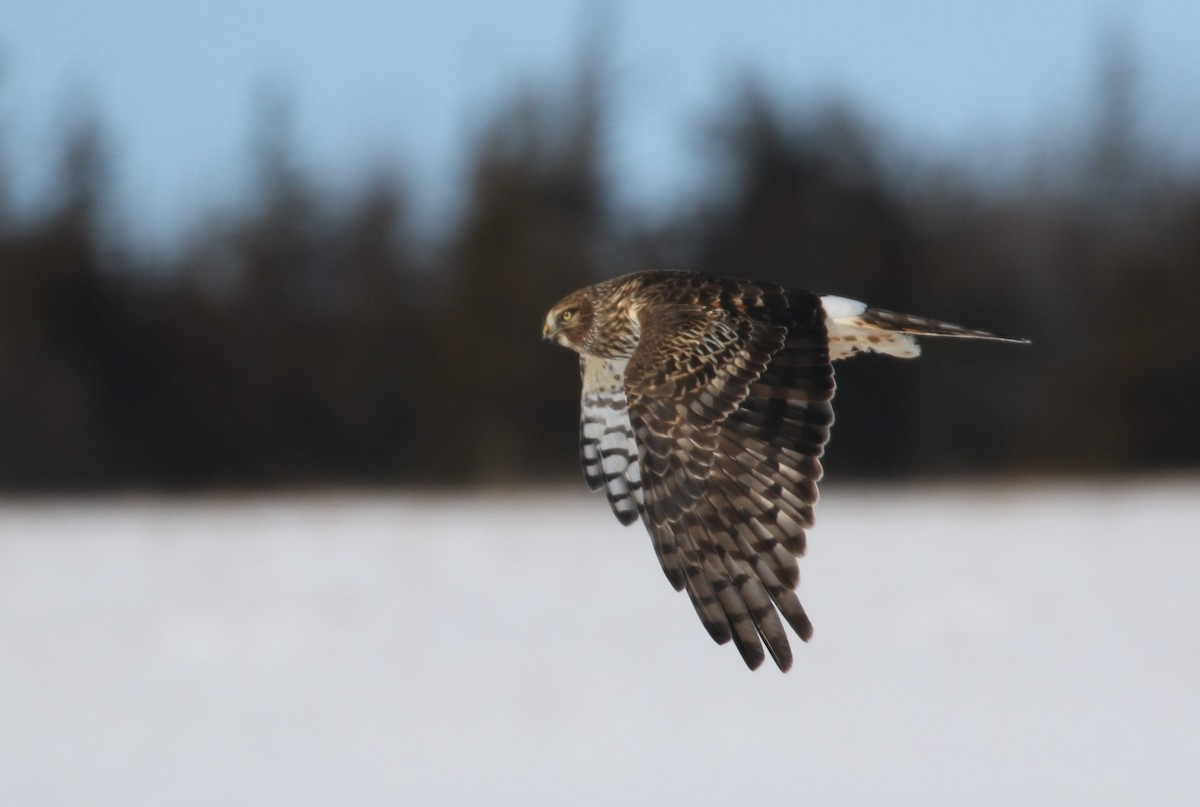 Northern Harrier - ML310925711