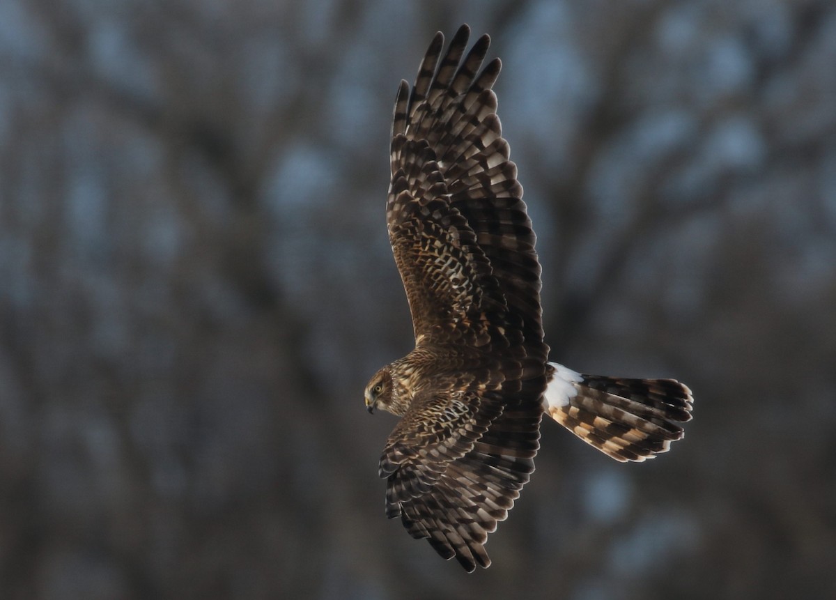 Northern Harrier - ML310925981