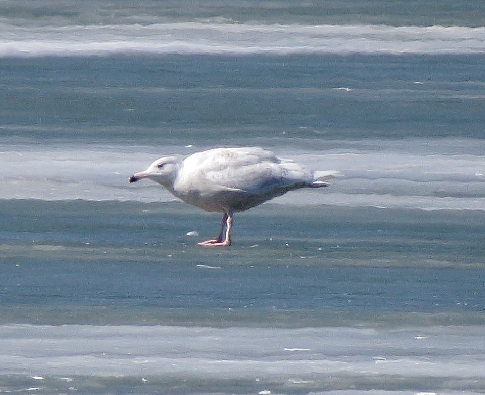 Glaucous Gull - ML310927591