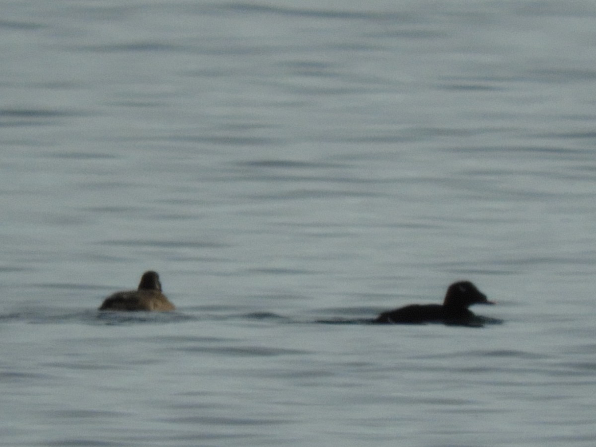 White-winged Scoter - ML310927701