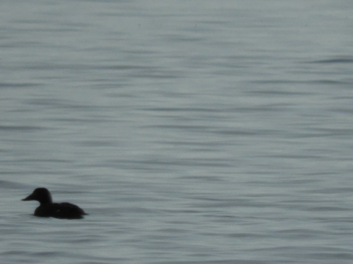 White-winged Scoter - ML310927751