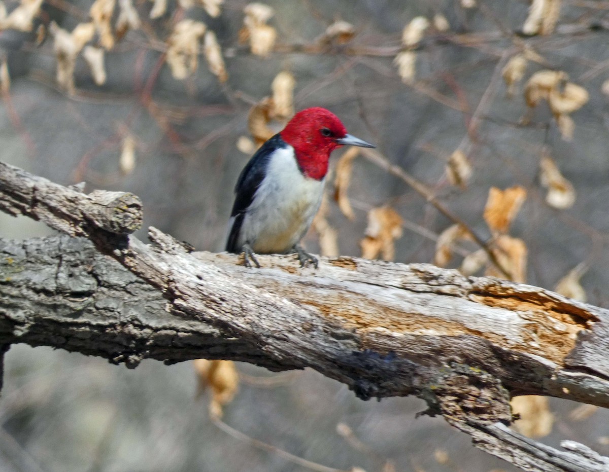 Red-headed Woodpecker - Keith Roragen