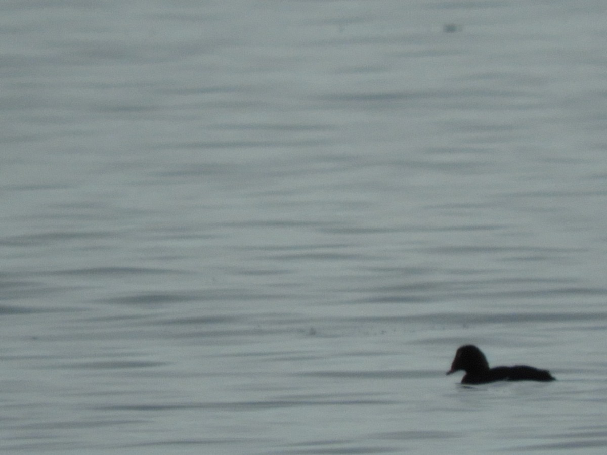 White-winged Scoter - ML310927781