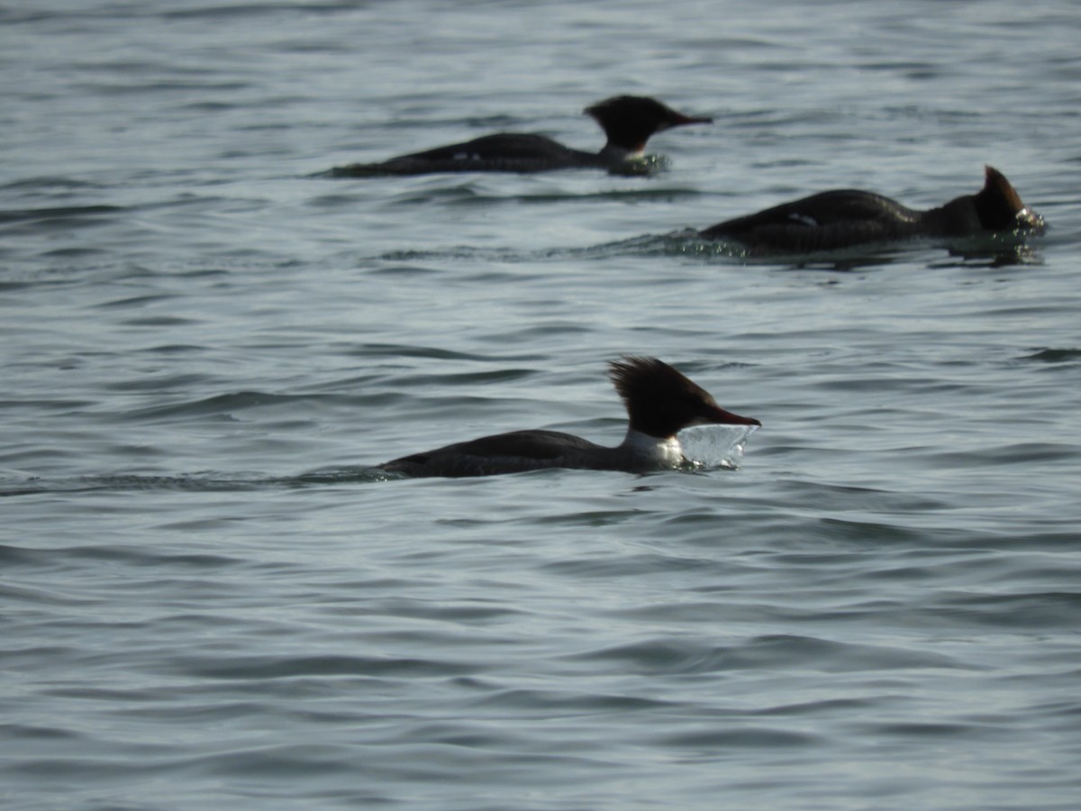 Common Merganser - ML310927891