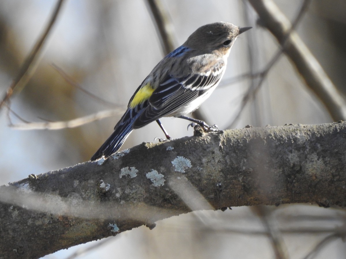 Yellow-rumped Warbler - ML310928321