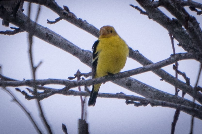 Western Tanager - ML310928521