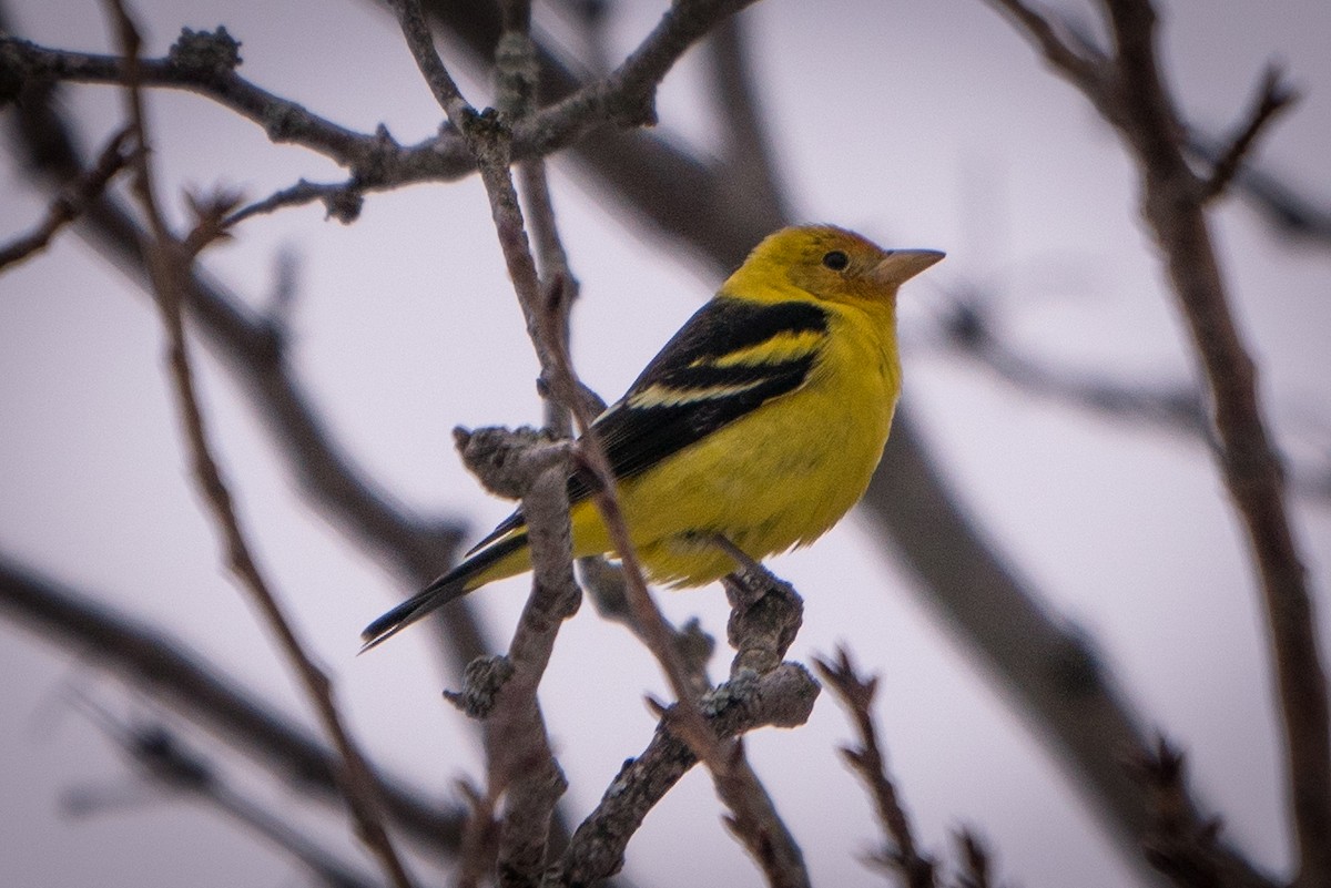 Western Tanager - ML310928551