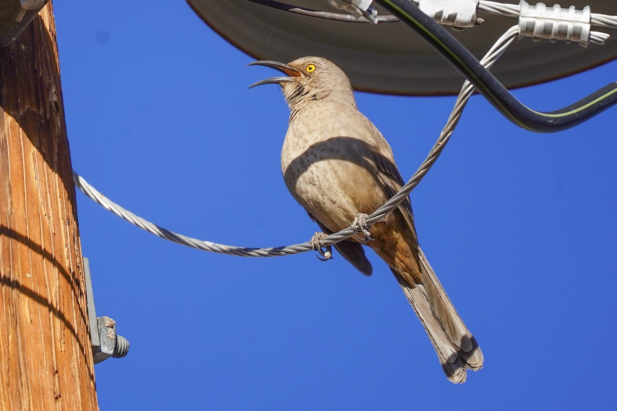 Curve-billed Thrasher - ML310929621