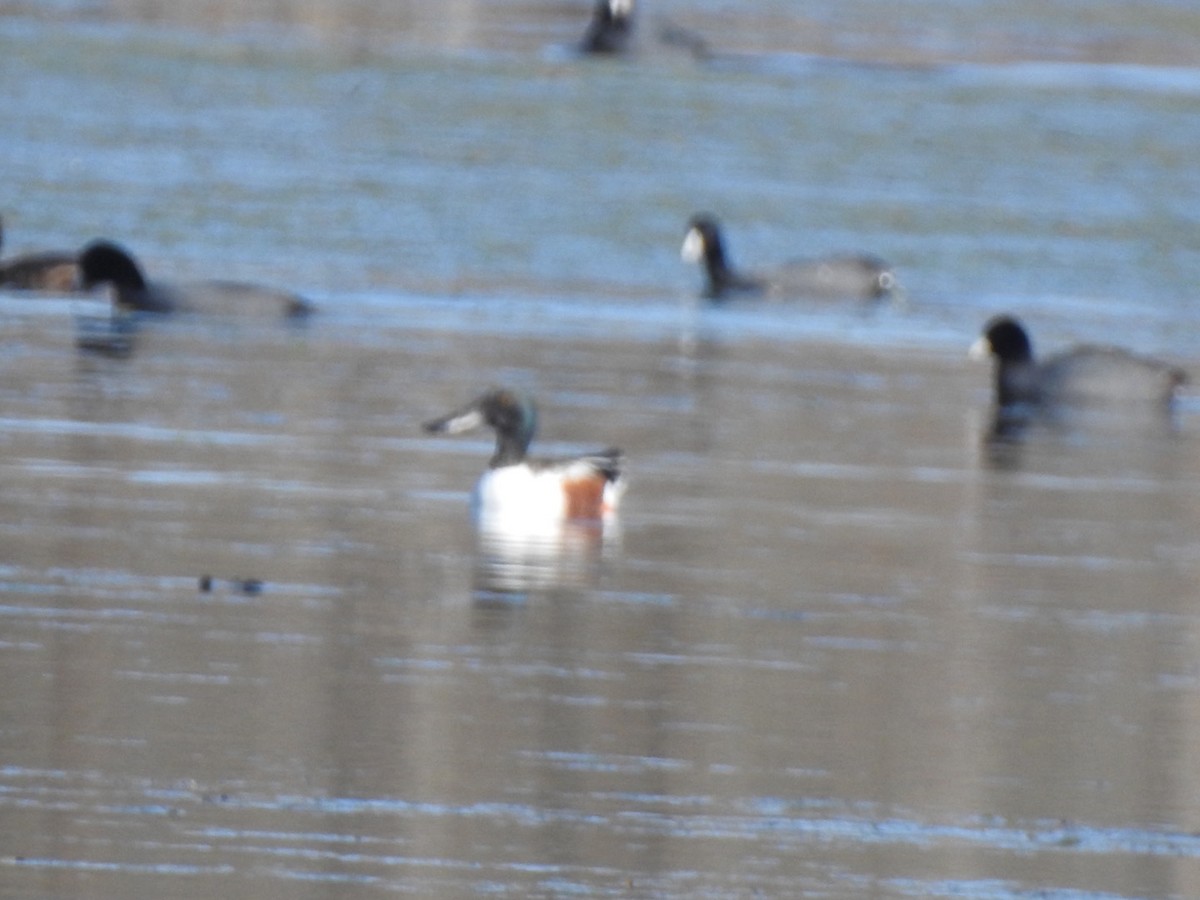 Northern Shoveler - ML310930201