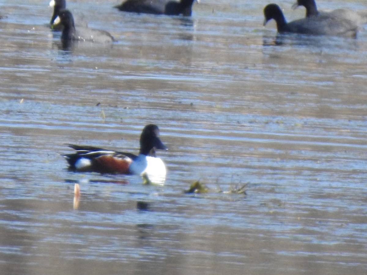 Northern Shoveler - ML310930221