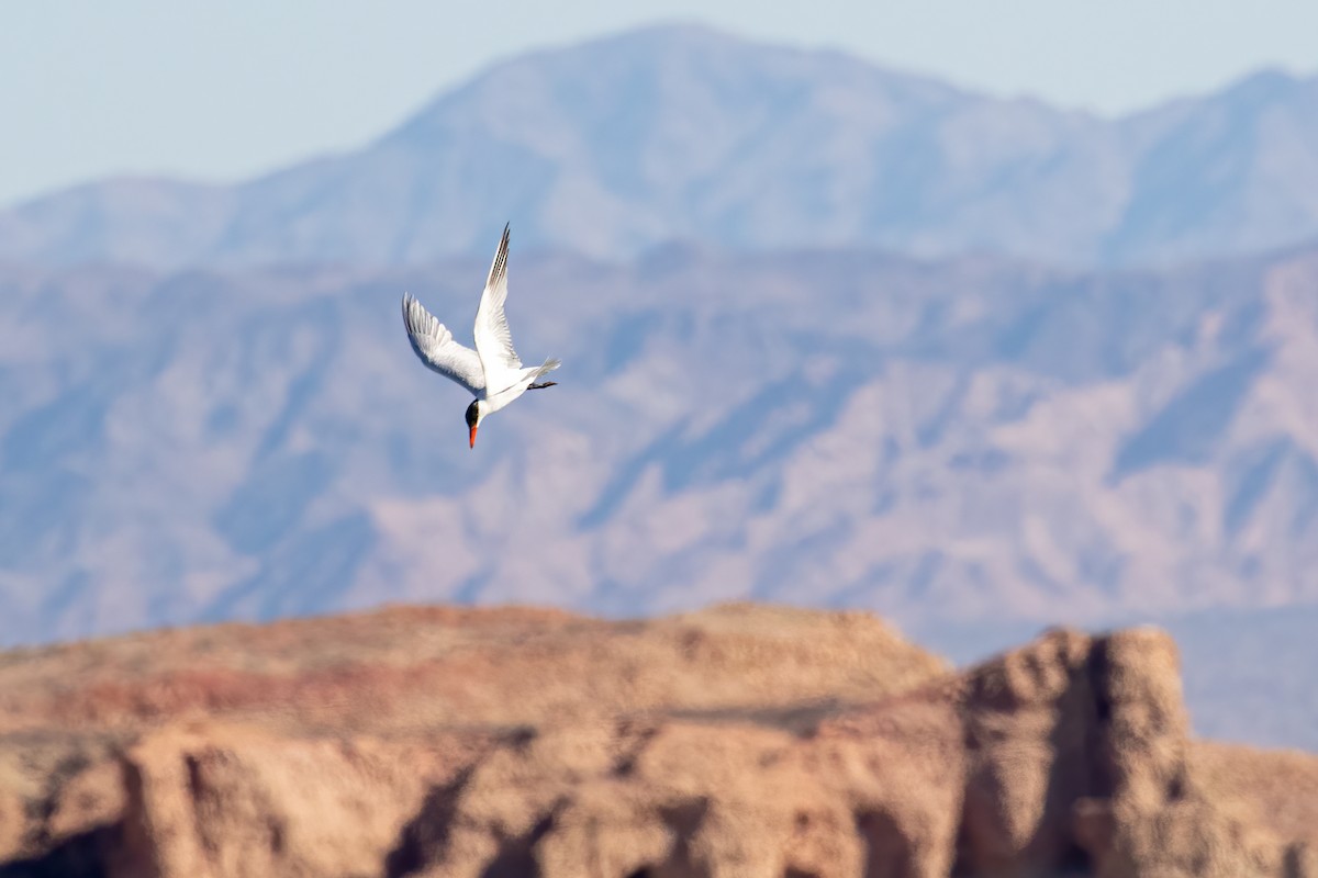 Caspian Tern - ML310930601