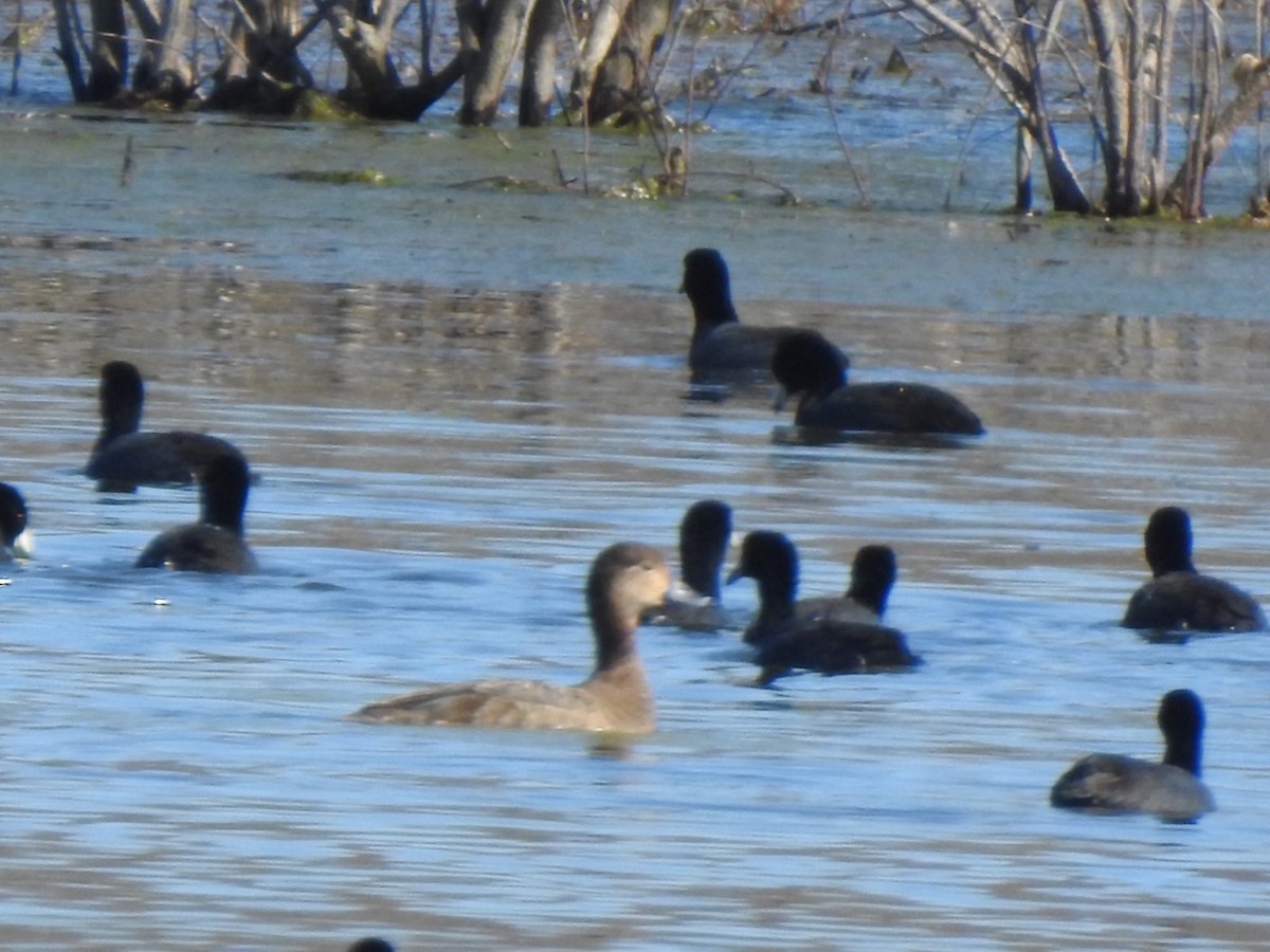 Gadwall - Jim Valenzuela