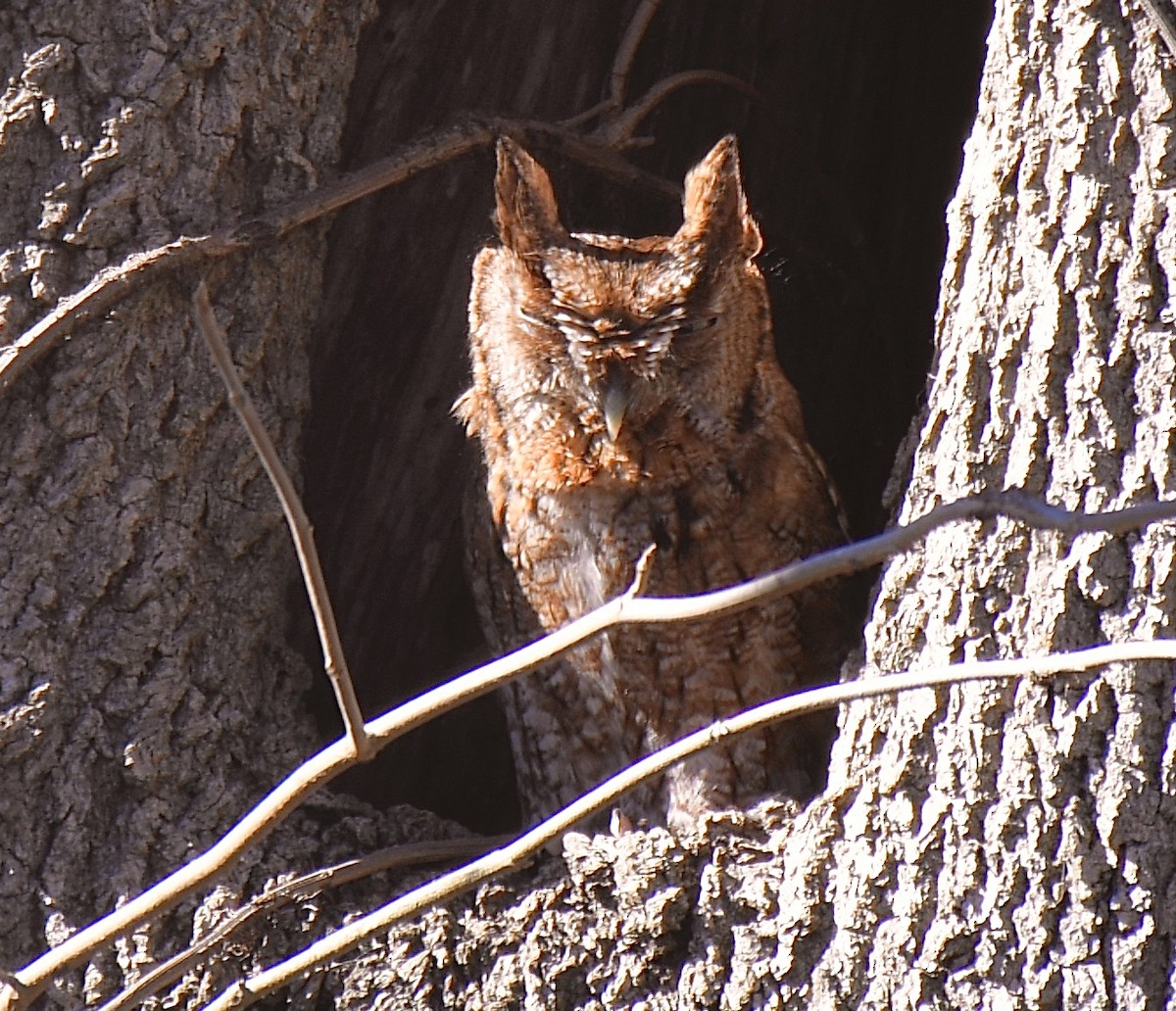 Eastern Screech-Owl - ML310931001