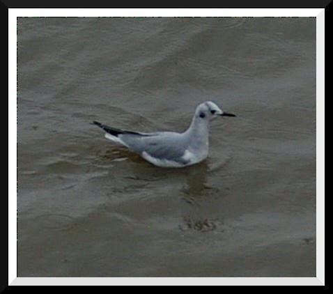 Bonaparte's Gull - ML310931751