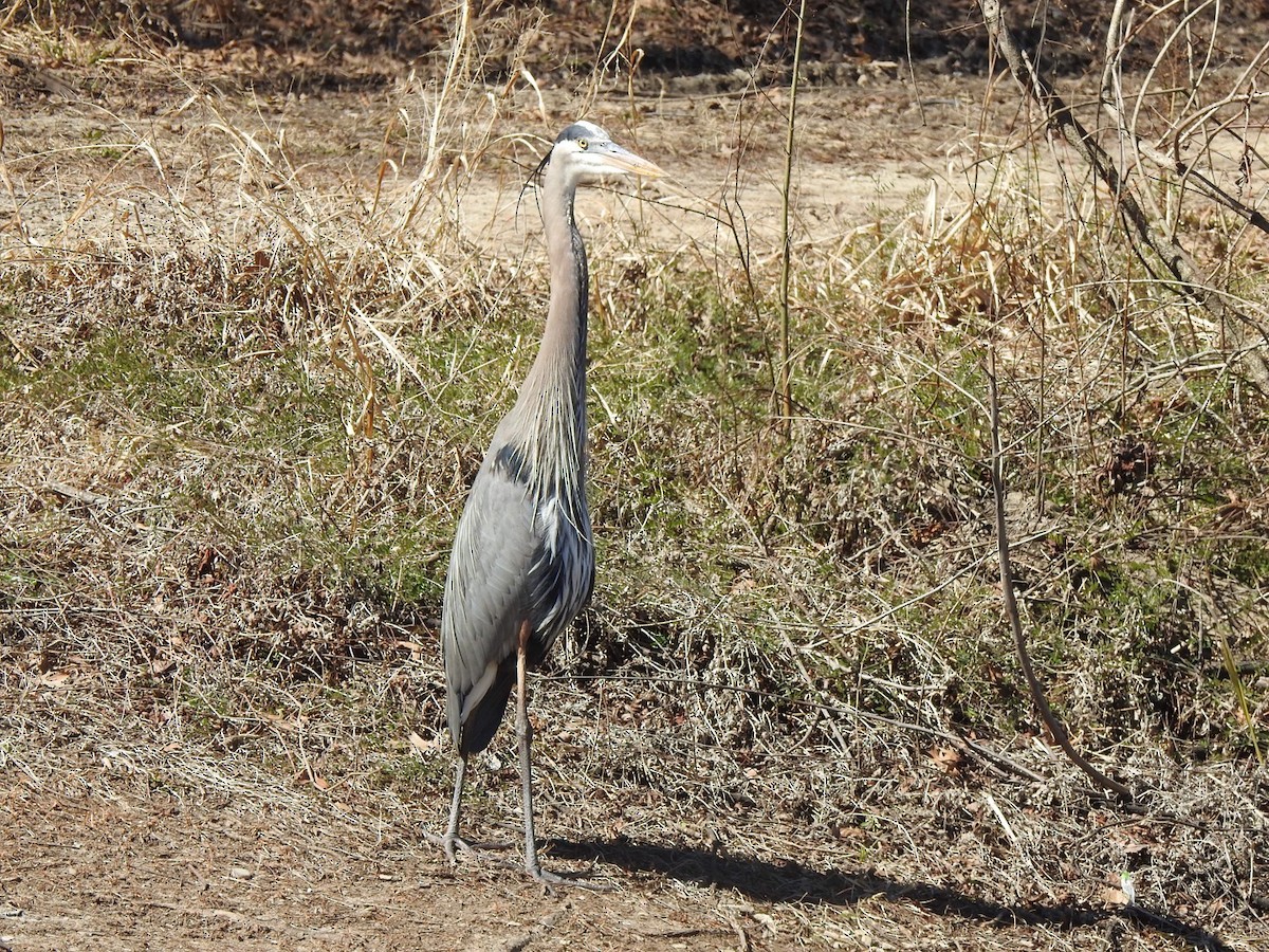 Grand Héron - ML310931761