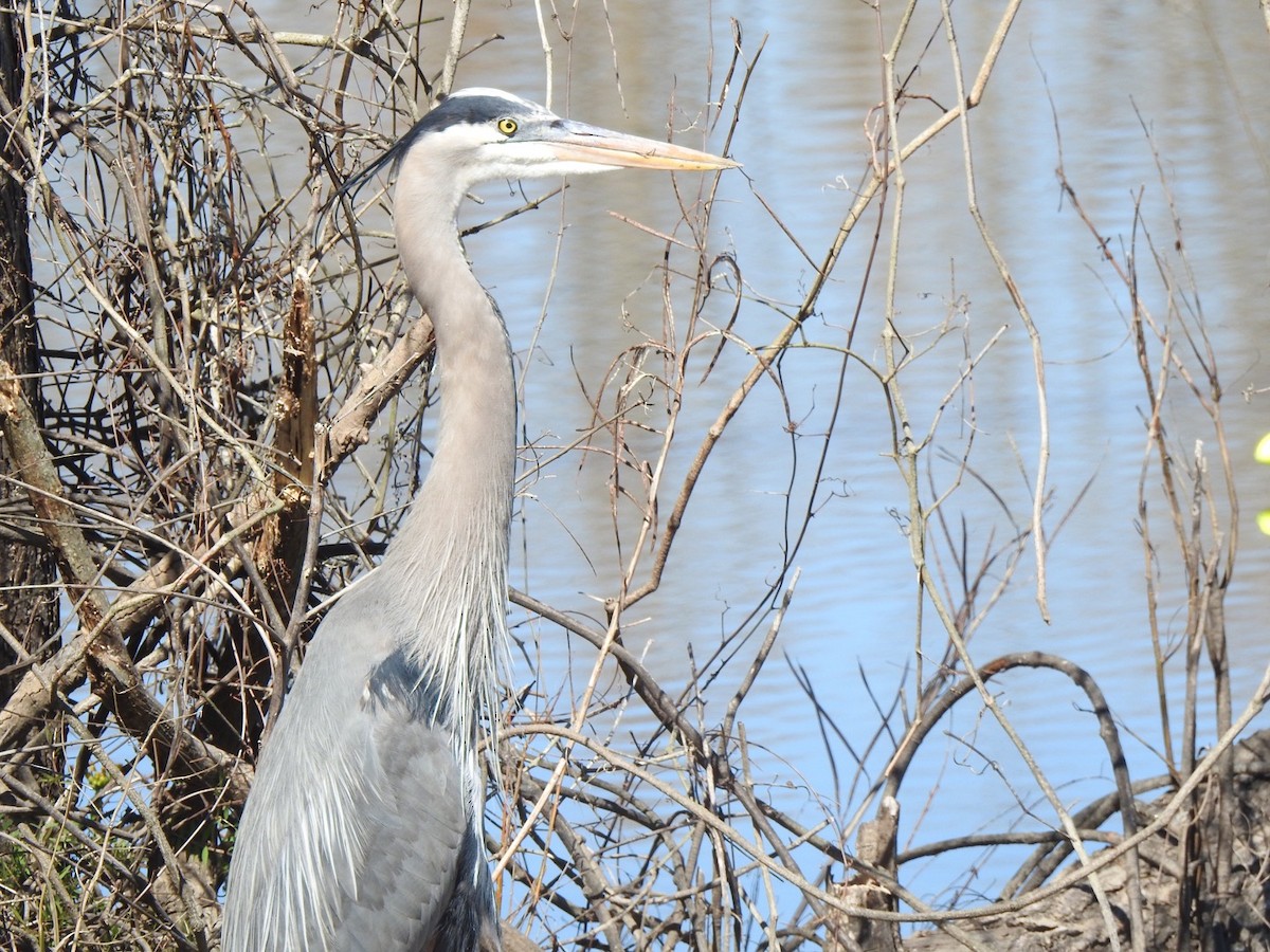 Great Blue Heron - ML310931771