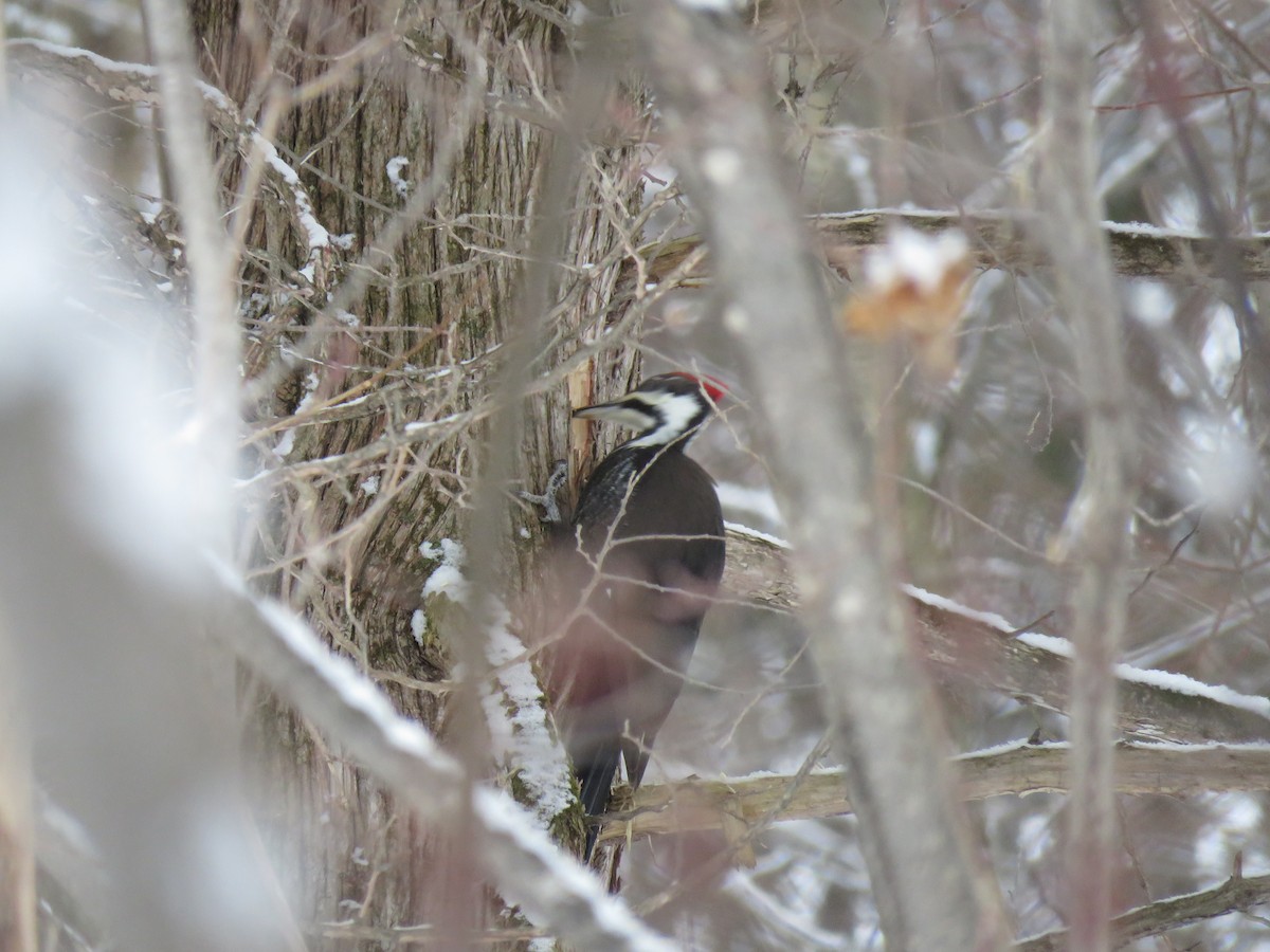 Pileated Woodpecker - ML310932421