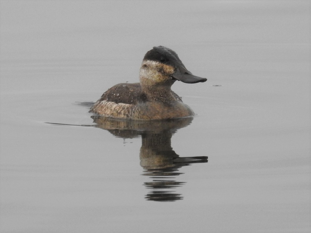 Ruddy Duck - Erik Bergman