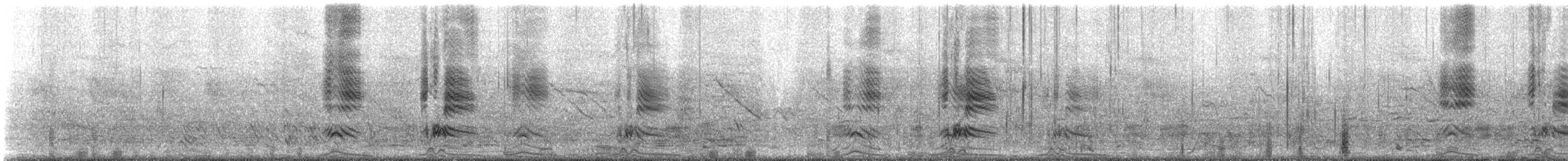 Smergo minore - ML310933