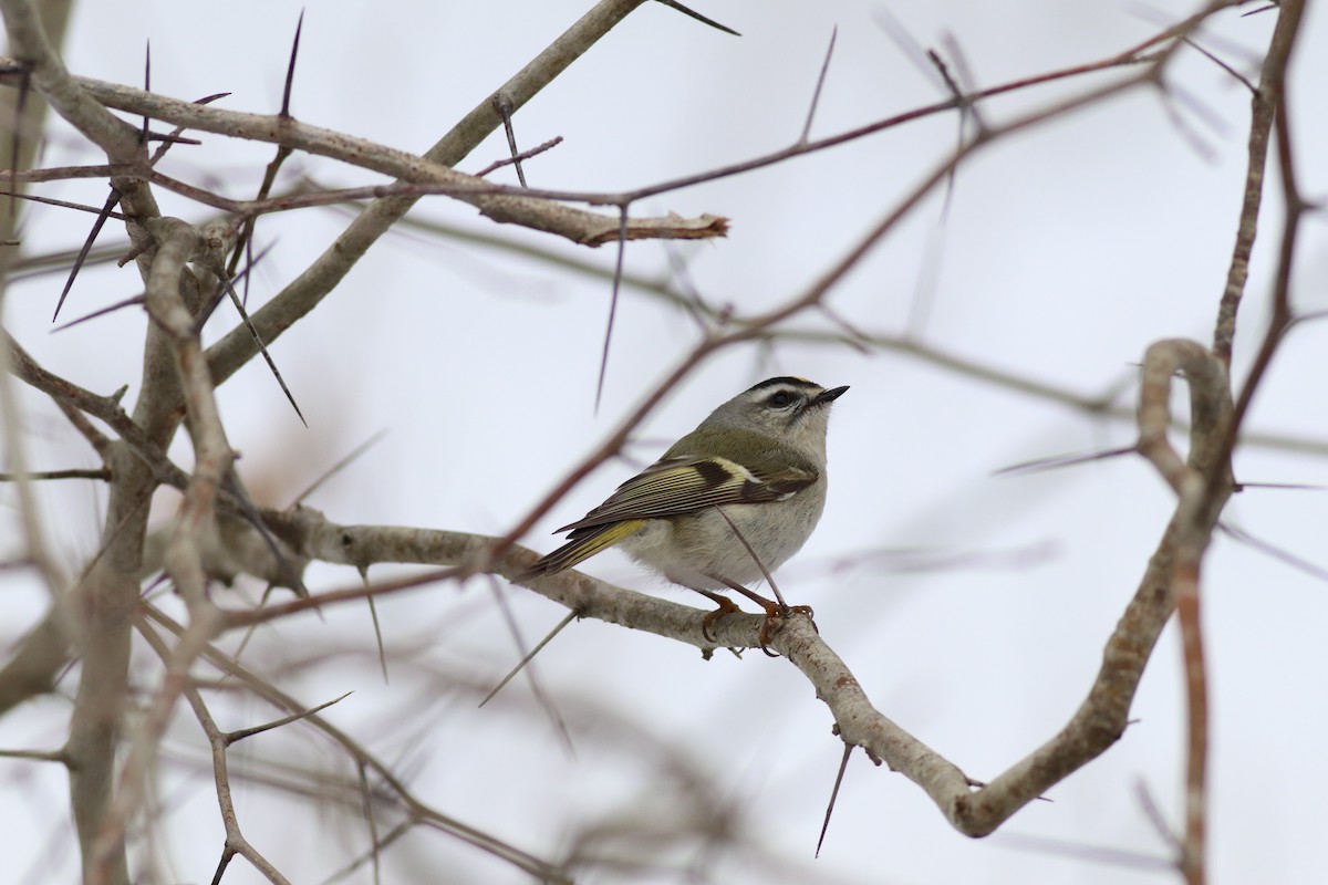 Golden-crowned Kinglet - ML310933541