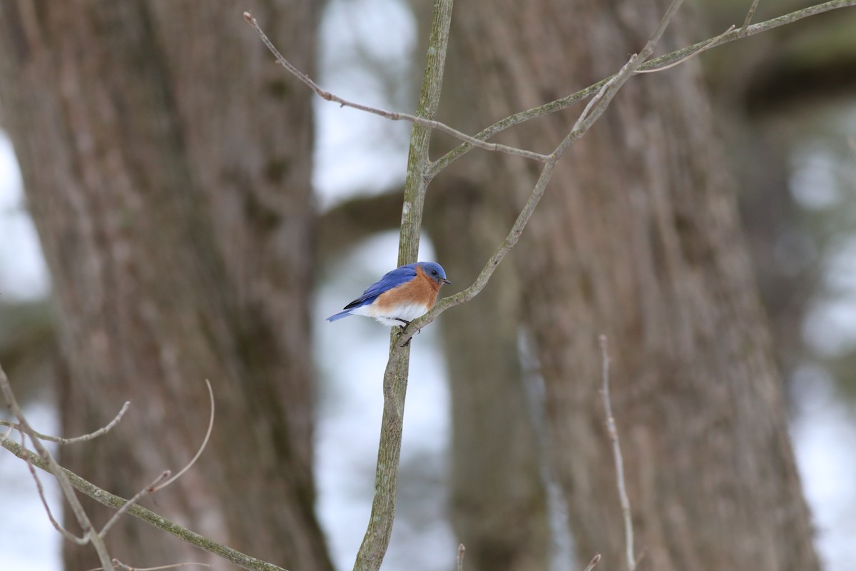 Eastern Bluebird - ML310933741