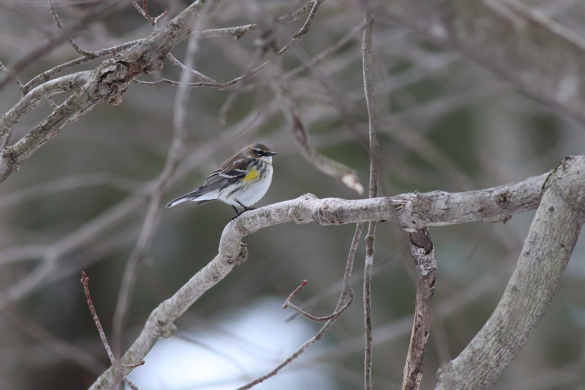 Yellow-rumped Warbler - ML310933851