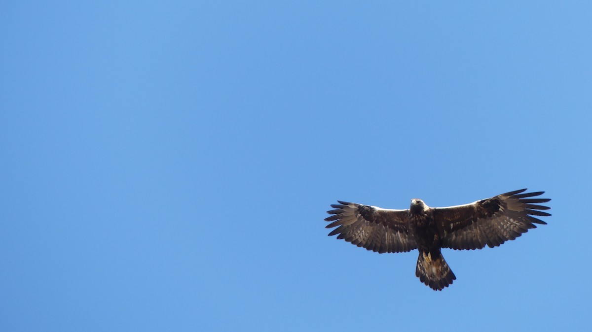 Golden Eagle - Ted Nanninga