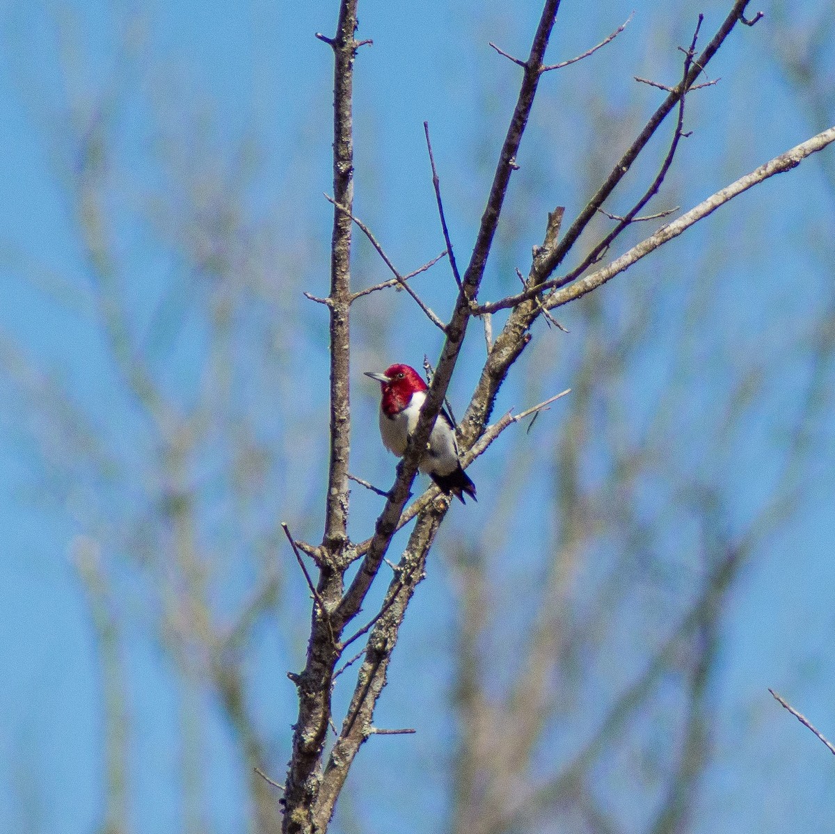 Red-headed Woodpecker - Trenton Voytko