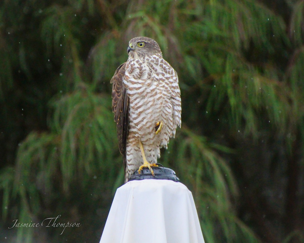 Collared Sparrowhawk - ML310936621