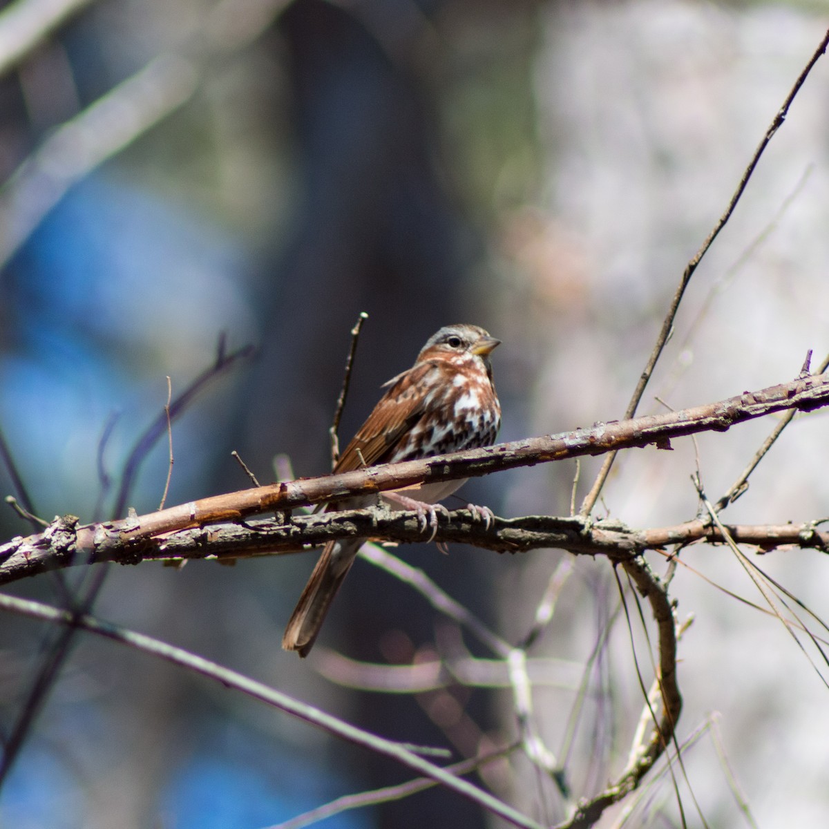 Fox Sparrow (Red) - ML310936761