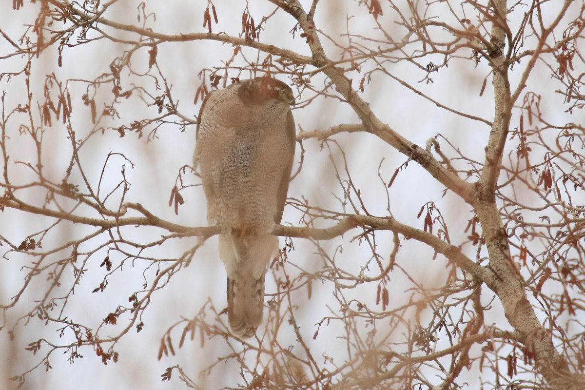 American Goshawk - ML310937691