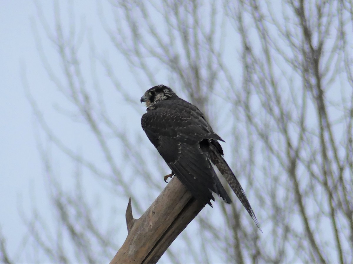 Peregrine Falcon - ML310937861