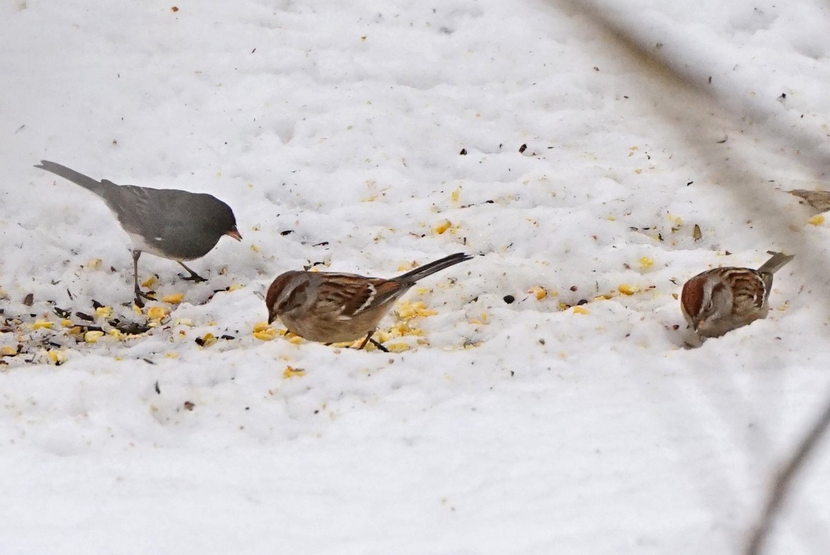 American Tree Sparrow - ML310938701