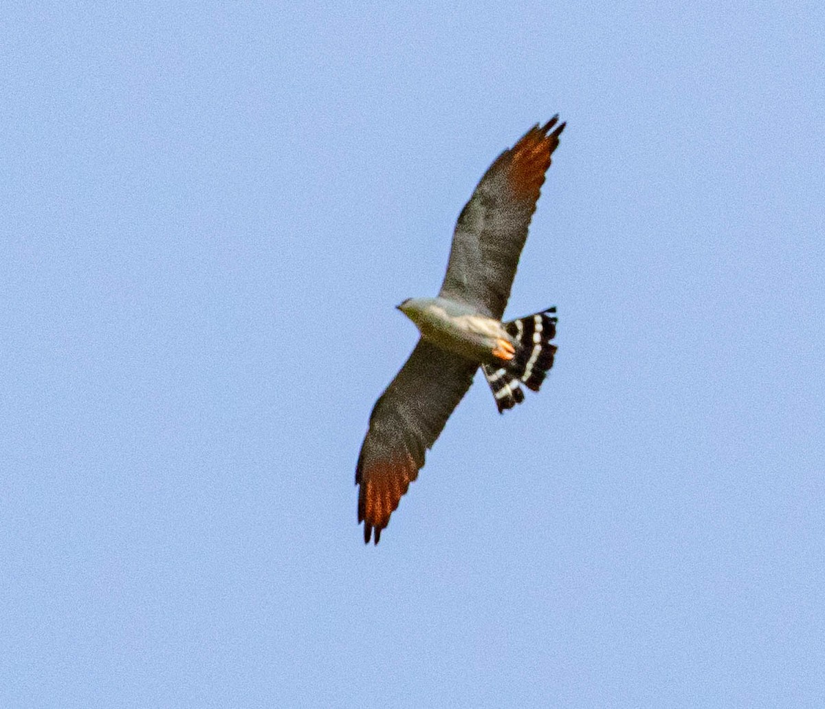 Plumbeous Kite - Robert Bochenek