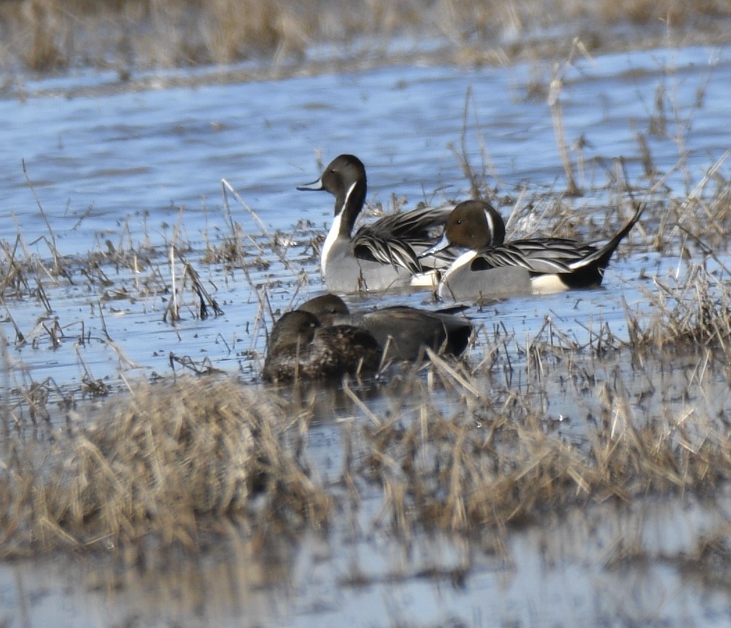 Шовтгор алаг нугас - ML310941391