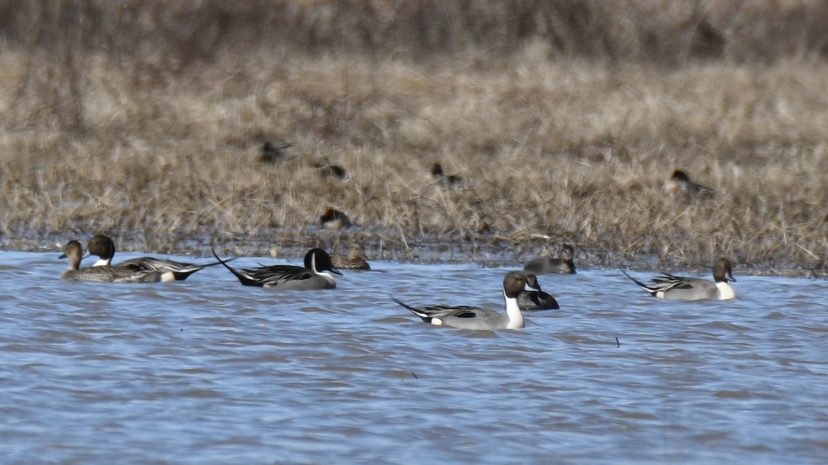 Шовтгор алаг нугас - ML310941401