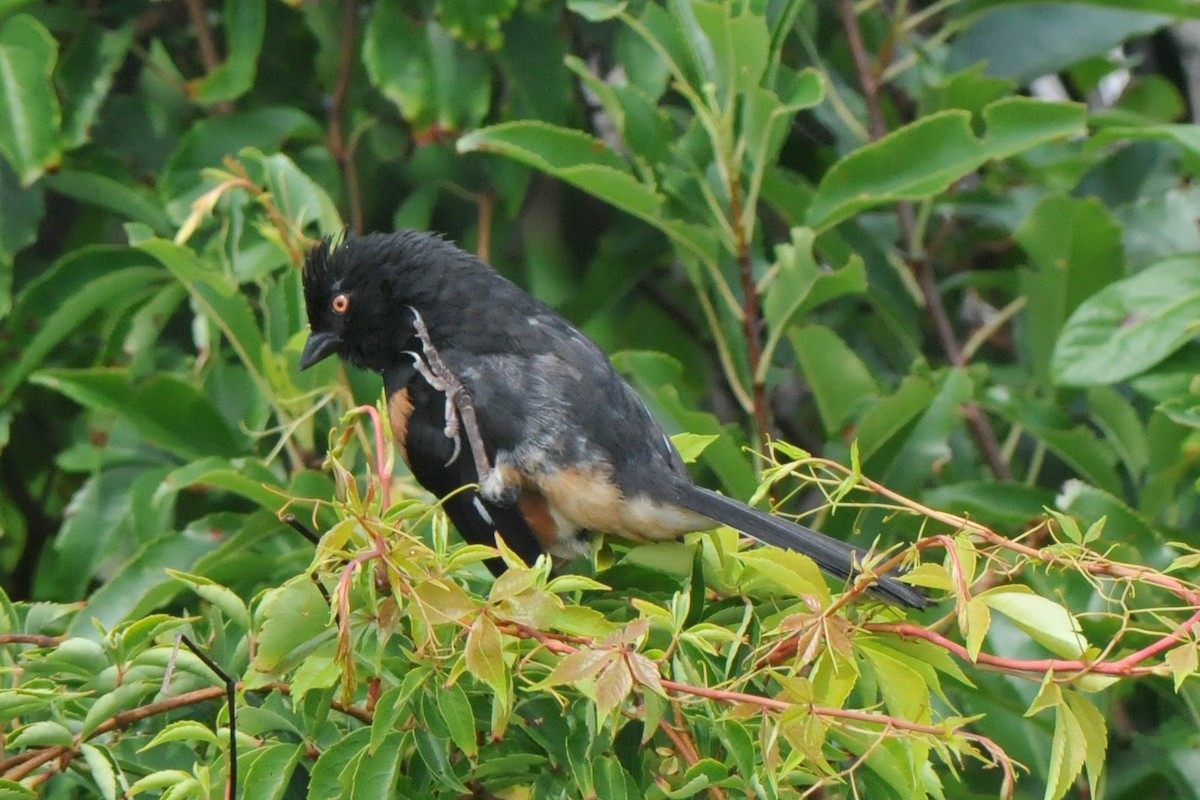 Eastern Towhee - ML310943351