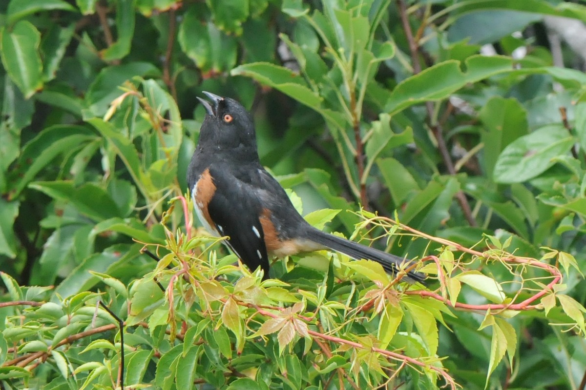 Eastern Towhee - ML310943361
