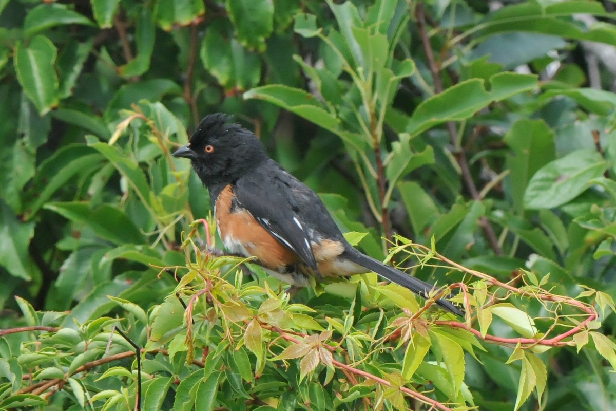 Eastern Towhee - ML310943371