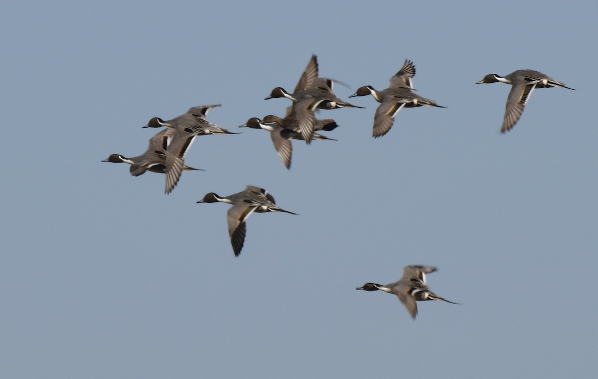 Шовтгор алаг нугас - ML310943591