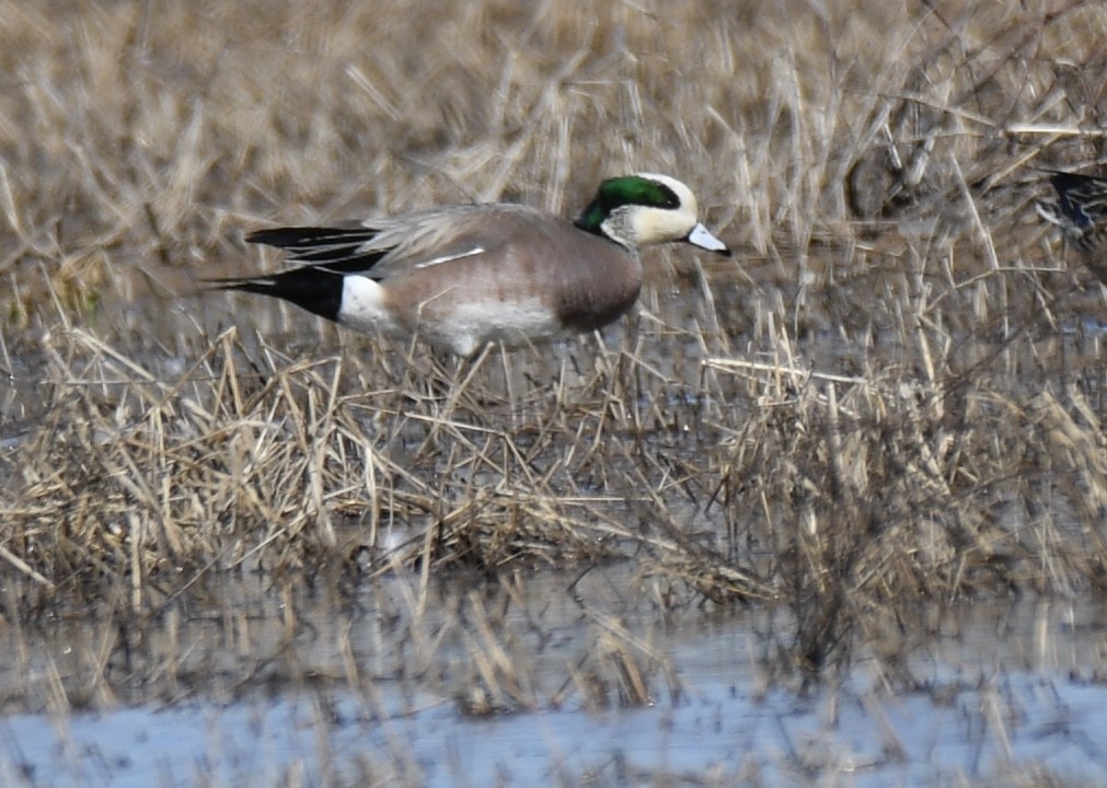 American Wigeon - ML310944681